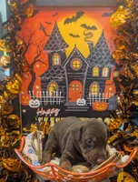 AKC Brown Collar, a female Doberman Pinscher for sale in Franklin, IN – 2 of 3