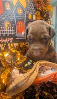 AKC Yellow collar , a male Doberman Pinscher for sale in Franklin, IN – 2 of 8