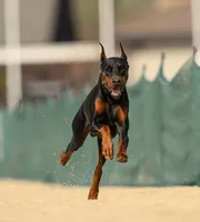 AKC Yellow collar , a male Doberman Pinscher for sale in Franklin, IN – 4 of 8