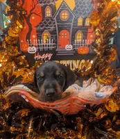 AKC Green collar , a female Doberman Pinscher for sale in Franklin, IN – 2 of 2
