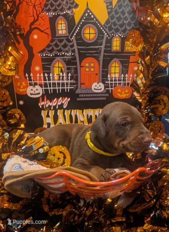 AKC Yellow collar  – Doberman Pinscher puppy for sale in Franklin, IN