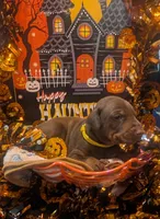 AKC Yellow collar , a male Doberman Pinscher for sale in Franklin, IN – 1 of 8