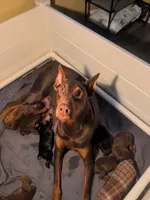 AKC Yellow collar , a male Doberman Pinscher for sale in Franklin, IN – 6 of 8