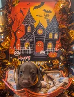 AKC Orange collar , a female Doberman Pinscher for sale in Franklin, IN – 2 of 2