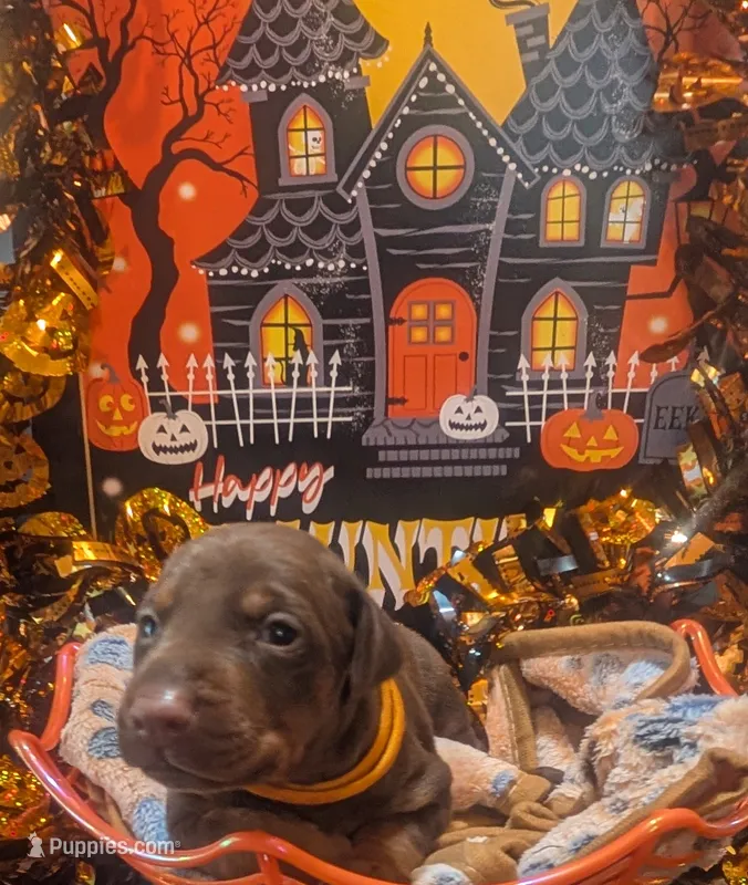 AKC Orange collar  – Doberman Pinscher puppy for sale in Franklin, IN