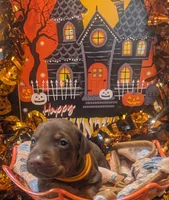 AKC Orange collar , a female Doberman Pinscher for sale in Franklin, IN – 1 of 2