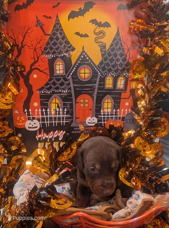 AKC Blue collar  – Doberman Pinscher puppy for sale in Franklin, IN