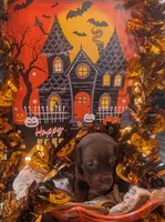 AKC Blue collar , a female Doberman Pinscher for sale in Franklin, IN – 1 of 2
