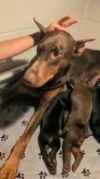 AKC Yellow collar , a male Doberman Pinscher for sale in Franklin, IN – 3 of 8