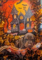 AKC Red collar , a female Doberman Pinscher for sale in Franklin, IN – 2 of 2