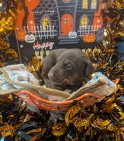 AKC Brown Collar, a female Doberman Pinscher for sale in Franklin, IN – 3 of 3