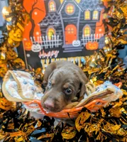 AKC Brown Collar, a female Doberman Pinscher for sale in Franklin, IN – 1 of 3