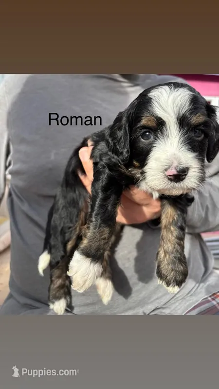 Roman – Miniature Bernedoodle puppy for sale in Eagle Mountain, UT