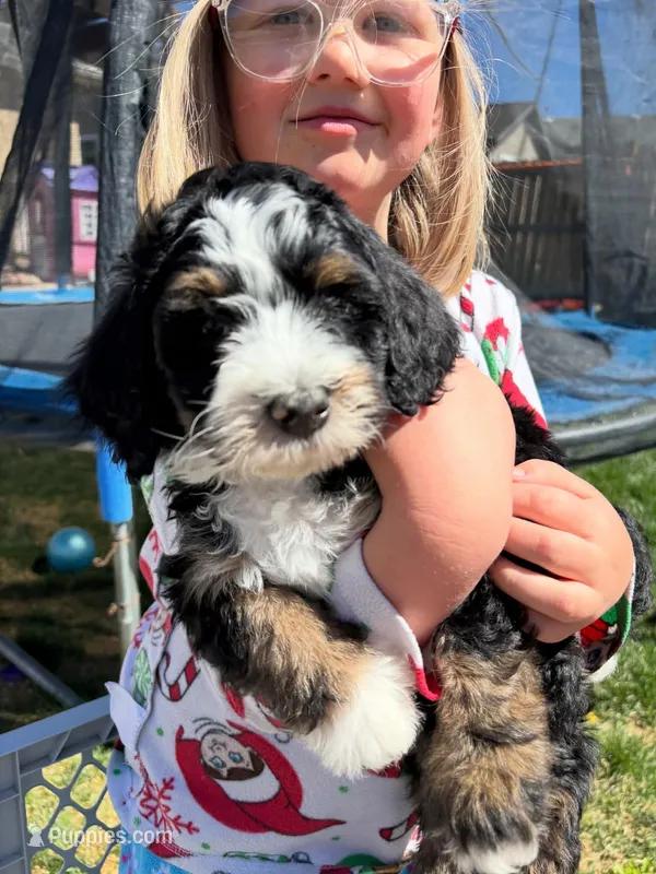 Roman – Miniature Bernedoodle puppy for sale in Eagle Mountain, UT