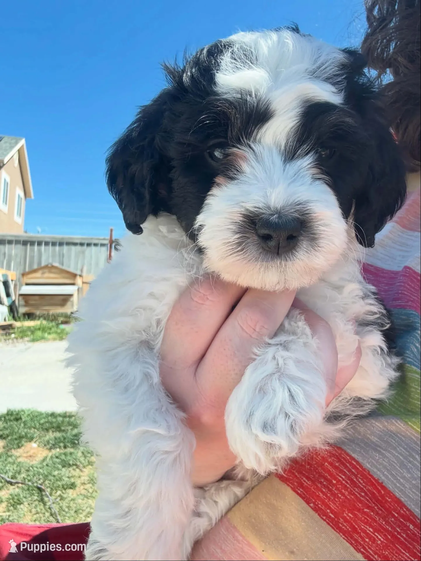 Milano – Miniature Bernedoodle puppy for sale in Eagle Mountain, UT