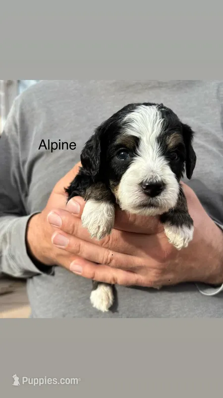 Alpine  – Miniature Bernedoodle puppy for sale in Eagle Mountain, UT