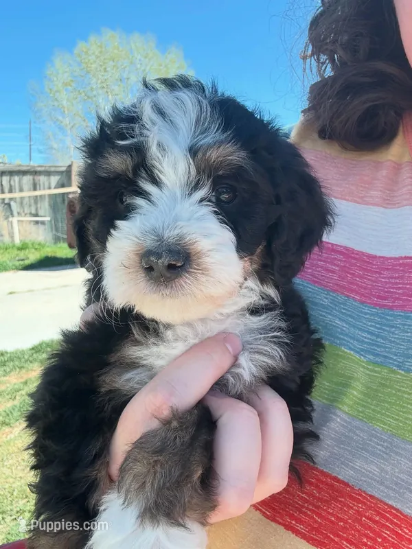 Alpine  – Miniature Bernedoodle puppy for sale in Eagle Mountain, UT