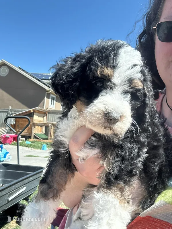 Bella – Miniature Bernedoodle puppy for sale in Eagle Mountain, UT