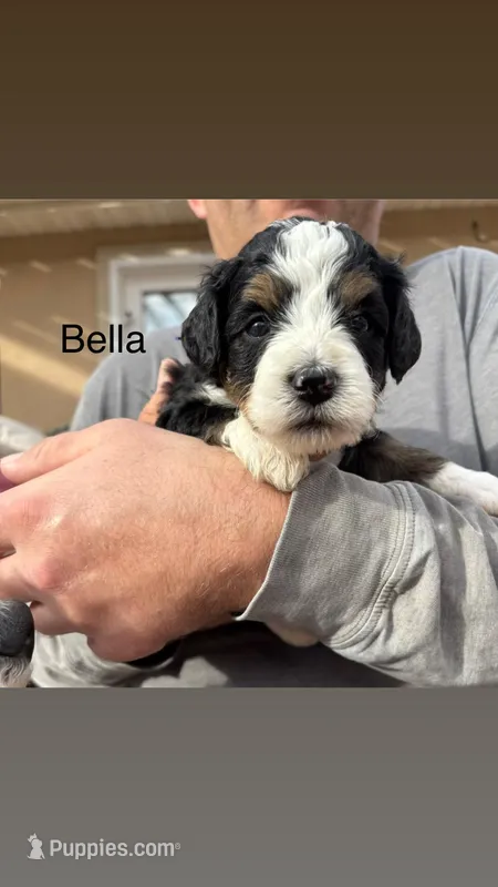 Bella – Miniature Bernedoodle puppy for sale in Eagle Mountain, UT