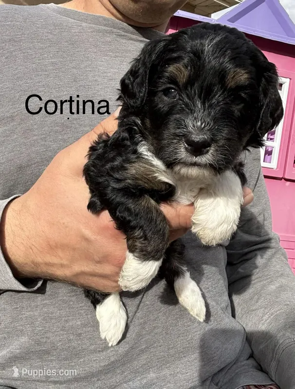 Cortina  – Miniature Bernedoodle puppy for sale in Eagle Mountain, UT