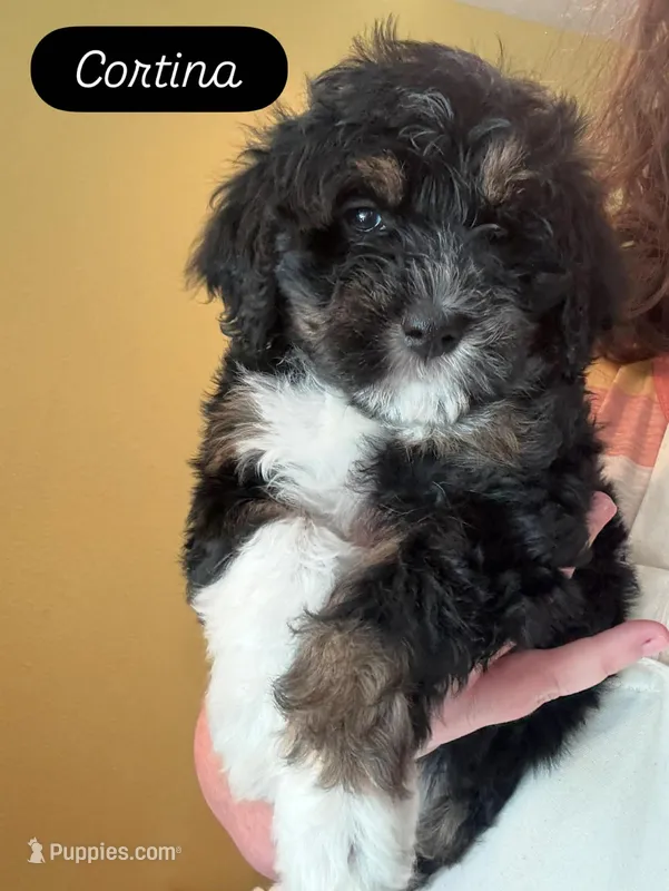 Cortina  – Miniature Bernedoodle puppy for sale in Eagle Mountain, UT
