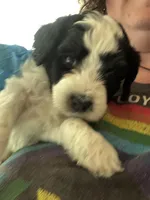 Milano, a male Miniature Bernedoodle for sale in Eagle Mountain, UT – Photo 3 of 4