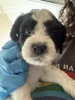 Milano, a male Miniature Bernedoodle for sale in Eagle Mountain, UT – Photo 2 of 4