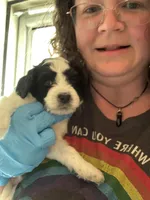 Milano, a male Miniature Bernedoodle for sale in Eagle Mountain, UT – Photo 4 of 4