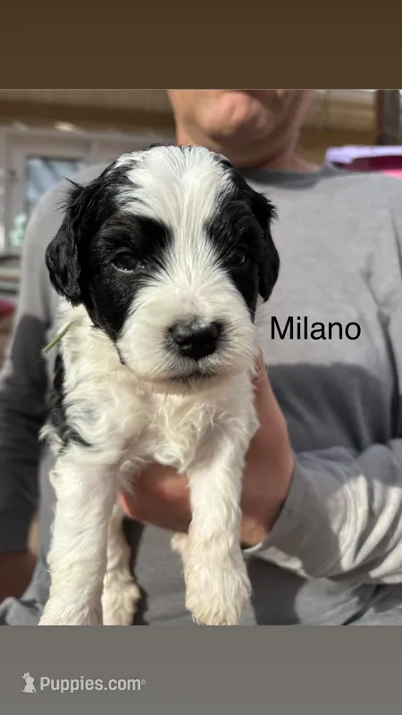 Milano, a male Miniature Bernedoodle for sale in Eagle Mountain, UT – Photo 1 of 4