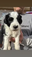 Milano, a male Miniature Bernedoodle for sale in Eagle Mountain, UT – Photo 1 of 4