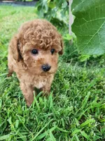 Toy poodle AKC registered , a female Poodle - Toy  for sale in Fair Oaks, CA – 5 of 5