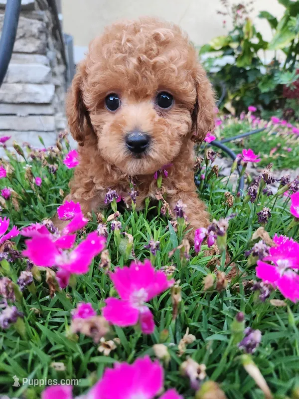 AKC Toy poodle – Poodle - Toy  puppy for sale in Fair Oaks, CA