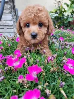 AKC Toy poodle, a female Poodle - Toy  for sale in Fair Oaks, CA – 1 of 4