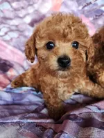 Toy poodle AKC registered , a female Poodle - Toy  for sale in Fair Oaks, CA – 3 of 5