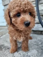 Toy poodle AKC registered , a male Poodle - Toy  for sale in Fair Oaks, CA – 3 of 5