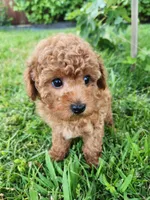 AKC Toy poodle, a female Poodle - Toy  for sale in Fair Oaks, CA – 3 of 4