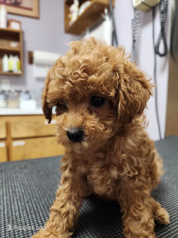 AKC registered  – Poodle - Toy  puppy for sale in Fair Oaks, CA