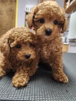 AKC Toy poodle, a female Poodle - Toy  for sale in Fair Oaks, CA – 2 of 4