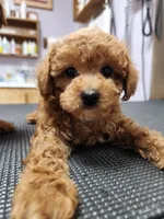 Toy poodle AKC registered , a male Poodle - Toy  for sale in Fair Oaks, CA – 2 of 5