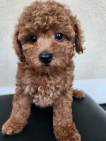 Toy poodle AKC registered , a female Poodle - Toy  for sale in Fair Oaks, CA – 2 of 5