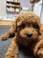 AKC Toy poodle, a female Poodle - Toy  for sale in Fair Oaks, CA – 4 of 4