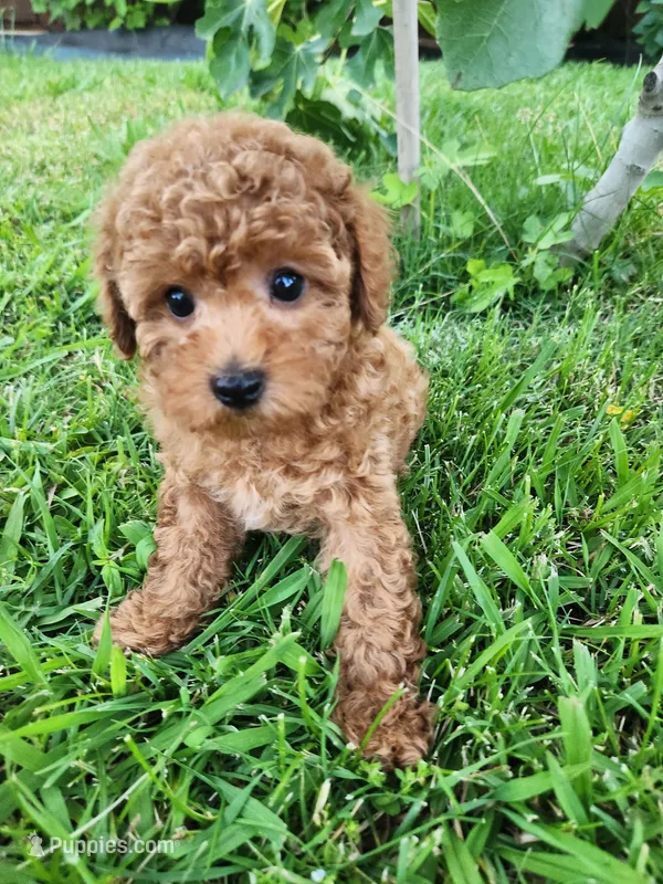 Toy poodle AKC registered  – Poodle - Toy  puppy for sale in Fair Oaks, CA
