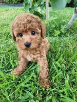Toy poodle AKC registered , a male Poodle - Toy  for sale in Fair Oaks, CA – 1 of 5