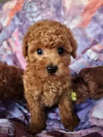 AKC registered , a male Poodle - Toy  for sale in Fair Oaks, CA – 2 of 3