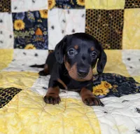 Archer, a male Miniature Dachshund for sale in Stoutland, MO – 2 of 3