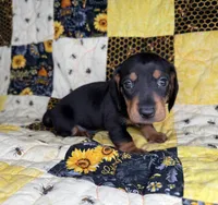 Bentley, a male Miniature Dachshund for sale in Stoutland, MO – 2 of 7