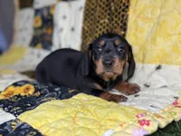 Lexus, a female Miniature Dachshund for sale in Stoutland, MO – 4 of 4