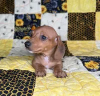 Copper, a male Miniature Dachshund for sale in Stoutland, MO – 2 of 9