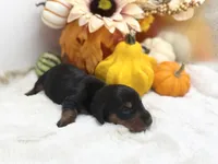 Lydia, a female Miniature Dachshund for sale in Stoutland, MO – 3 of 5