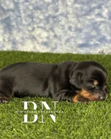 Archer, a male Miniature Dachshund for sale in Stoutland, MO – 3 of 6